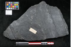Foto (Objekt + Etikett) von Sigillaria subrotunda Brongniart (NHMW-GEO-2024-0188-11232)
